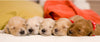 Naming a Puppy