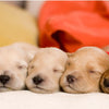 Top 4 Things to Think About When Naming a Puppy