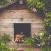 Making the Best Boarding Decision for Your Dog